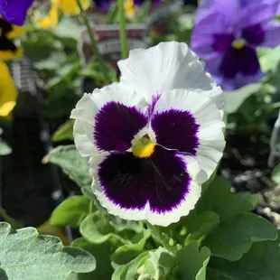 Pansy