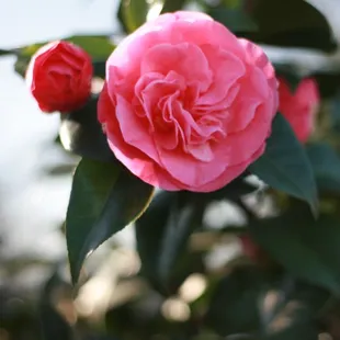 Camellia