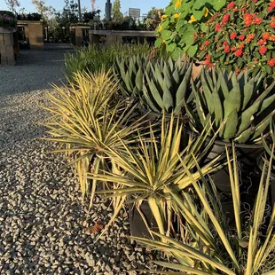 Yucca and Agave