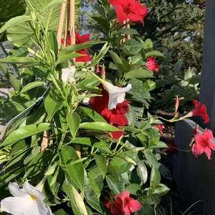 Mandevilla 'Sun Parasol' White and Crimson