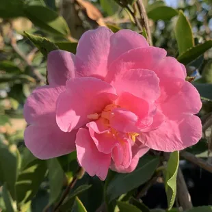 Camellia 'Showa-No-Sakae'