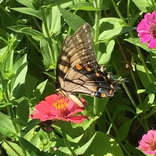 Butterflies in the children's garden