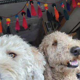 Ice cream for dogs!!