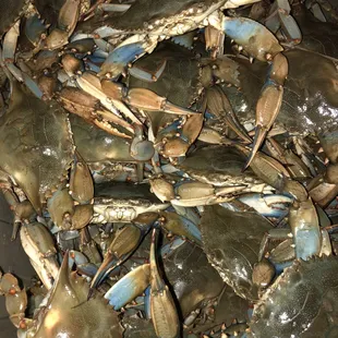 Live blue crabs
