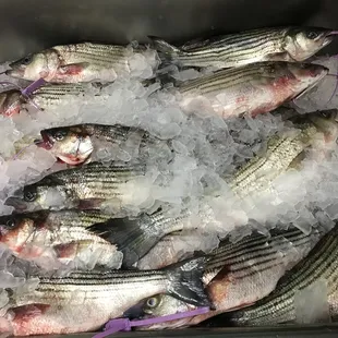Striped Bass/ Rockfish
