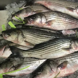 Fresh striped bass/rockfish
