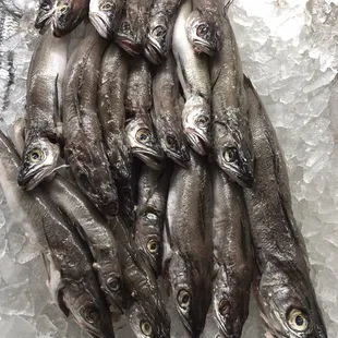 Fresh whiting