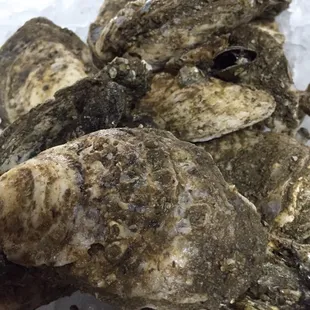 Fresh Locally harvested Chesapeake bay Blue Point Oysters