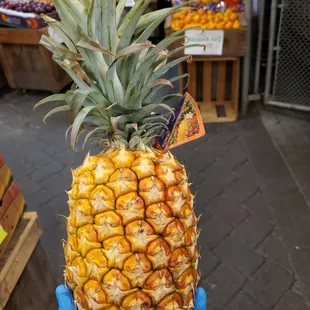 Golden Pineapple from Maui