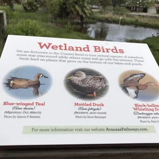 Wetland Birds