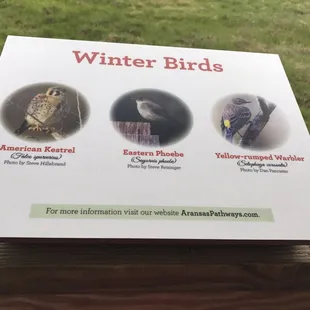 Winter Birds