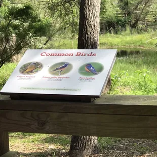 Common birds in the area