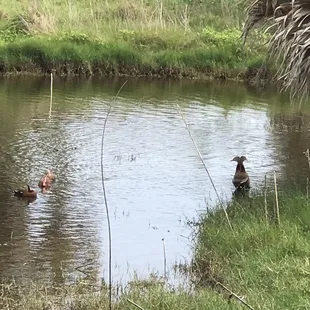 Black Bellied Whistling Ducks