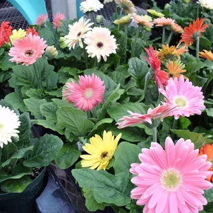 Gerbera Daisies