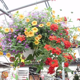 Hanging Basket Annual Mix