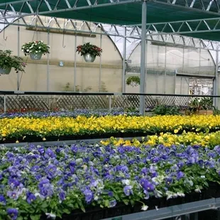 taken from www.demonyes.net