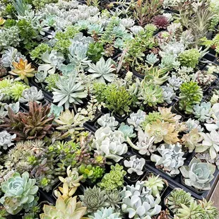 Succulents, Succulents, Succulents....