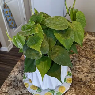 Heartleaf philodendron