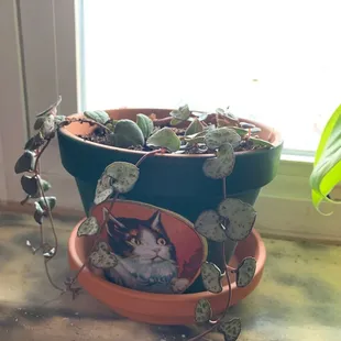 String of hearts repotted