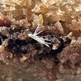 Bug on Fried Mozzarella logs