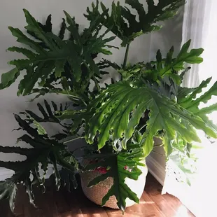 The beautiful Philodendron I recently brought home.