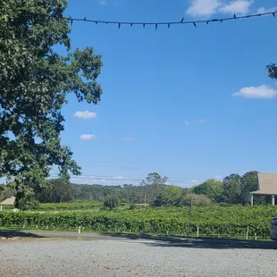 a view of a vineyard from the back of a truck