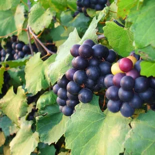 Lovely muscadine grapes ripening to perfection!