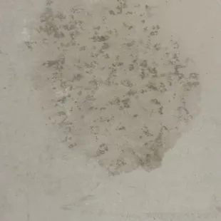 Mold that was under the contaminated carpet.