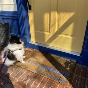 a black and white dog on a leash