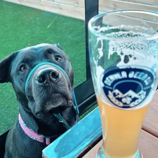 Our dog chillin' with us in the covered grassy area