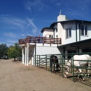Colorado Equestrian Center - premiere 32,000 sq ft equestrian facility