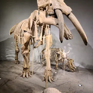 Gomphotherium phippsi/long-jawed elephant and Hesperotestudo/club-tailed tortoise. Both were residents of Colorado millions of years ago!