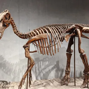 They are really big on dinosaurs !