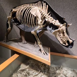 Menoceras arikarense - 20 million years old - 95% fossil bone, 5% reconstructed