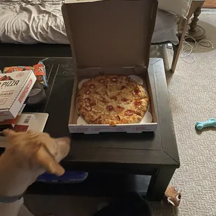 VALKYRIE THINKS THE PIZZA SMELLS GOOD TOO.