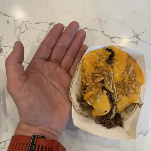 a hand holding a taco