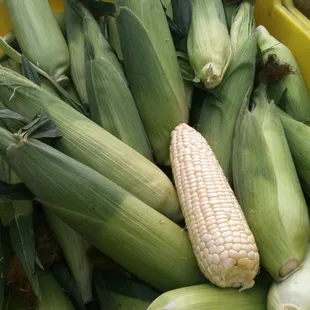 corn in a yellow bin