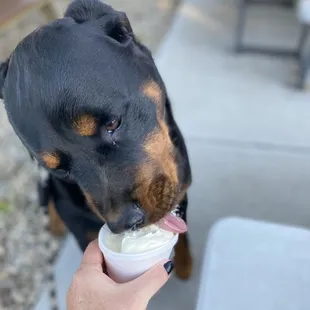 The vanilla ice cream is his favorite