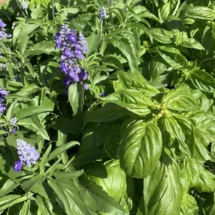 Beauty and basil ... in tub by the outside seating area.