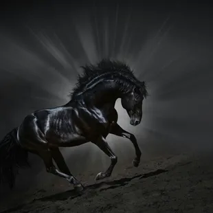 a black horse galloping