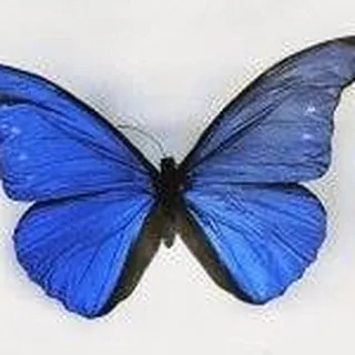 Margaret B.