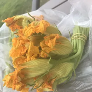 Squash blooms