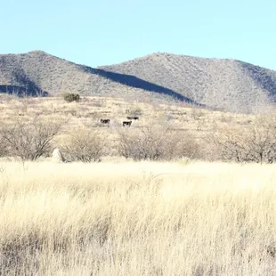 There is 500 square miles to explore here.  Photo of some free ranging cows.   Hope they're not lost...LOL