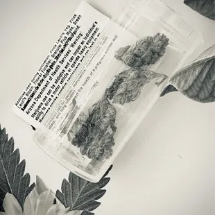 SSL GMO Punch flower