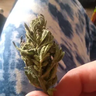 Who the heck trimmed this bud???