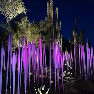 At DBG in May 2022 &amp; during the Chihuly in the Desert exhibit.