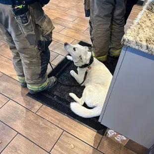 doge and sandwich