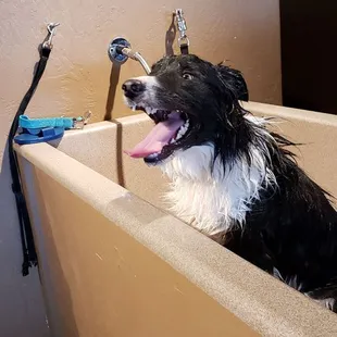 My border collie loves getting baths at Desert Dog! Perfect after a morning at the dog park.