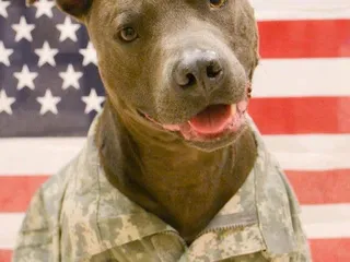 Solgave Animal Solutions