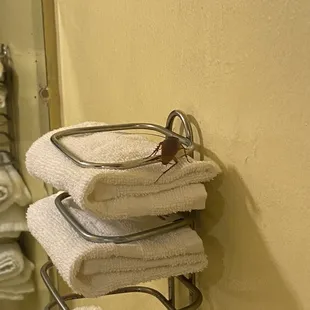 This is just one of the massive roaches we saw...